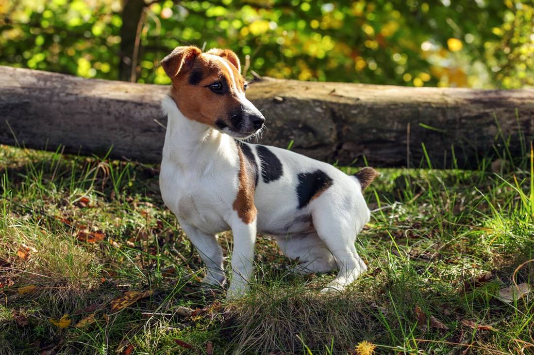 Jack russell terrier stojący na trawniku, dokładny wygląd rasy tego psa